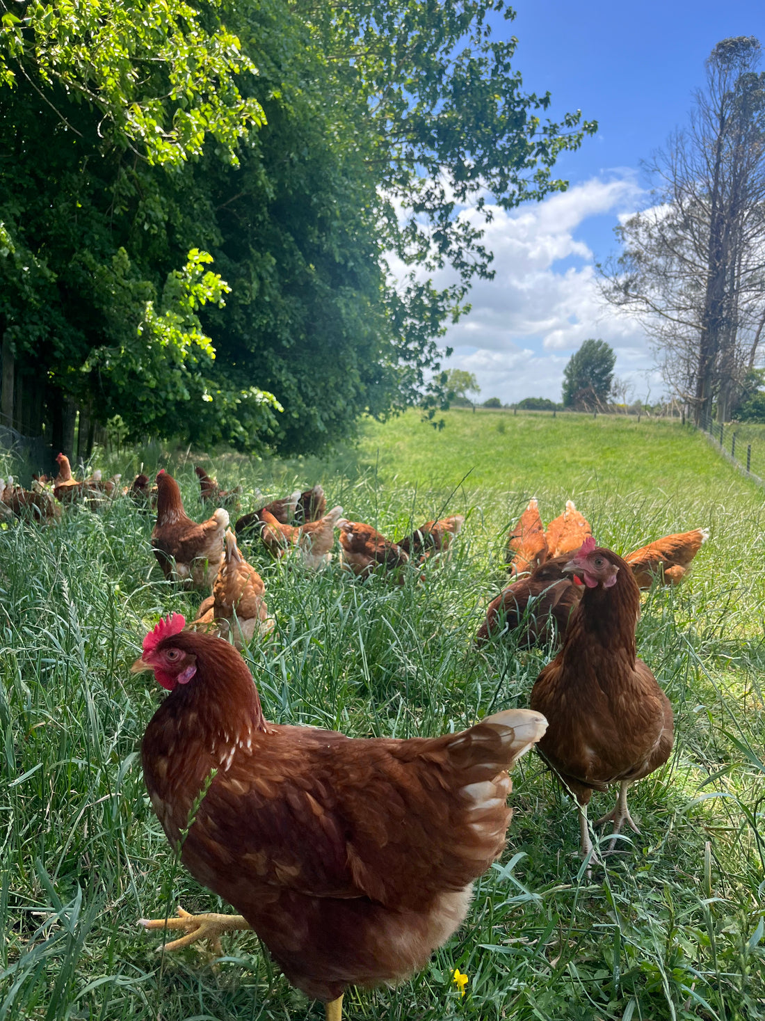 A Day in the Life of Seasonal Farm's Happy Chickens