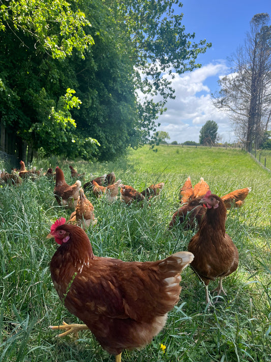 A Day in the Life of Seasonal Farm's Happy Chickens