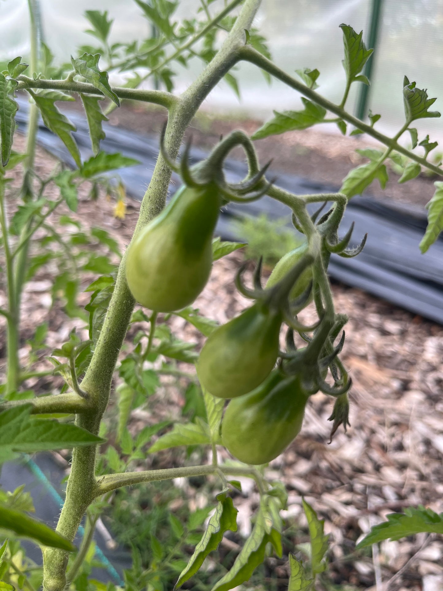 Yellow Heirloom Tomatoes