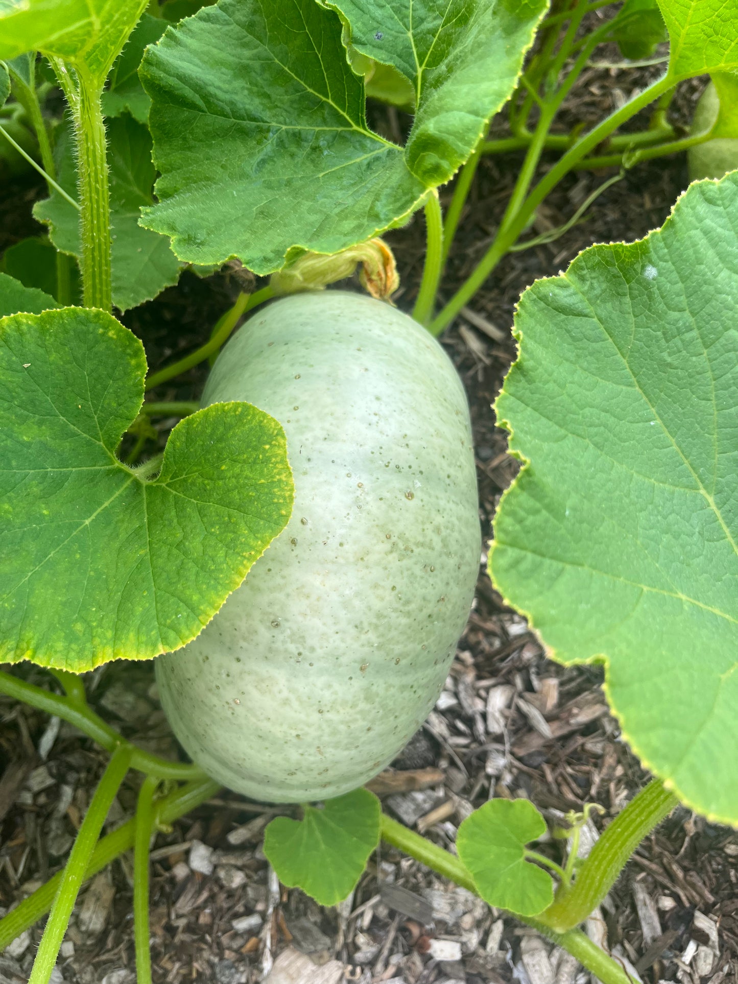 Crown Pumpkin