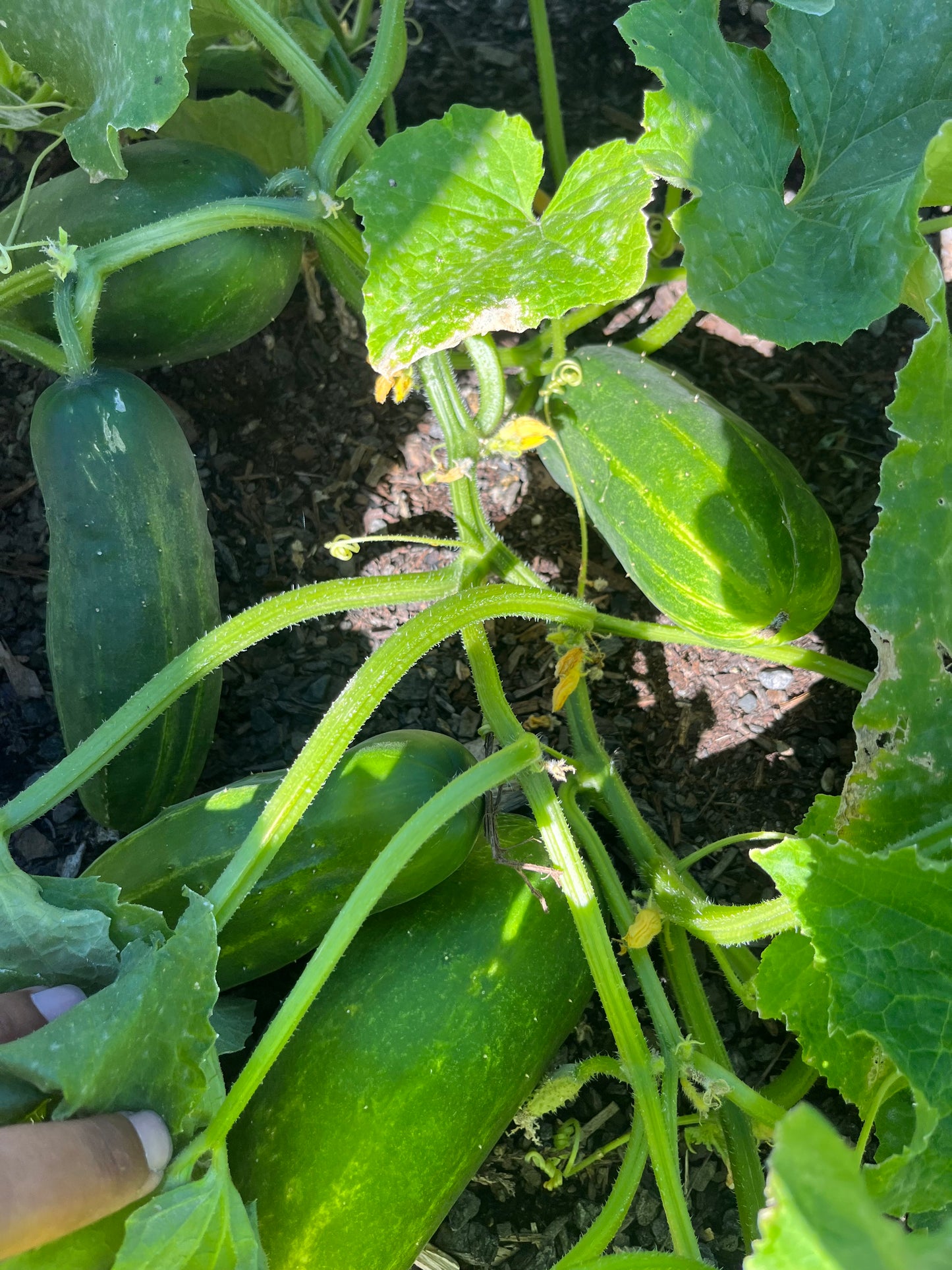 Seasonal Farm Fresh Pick Selection