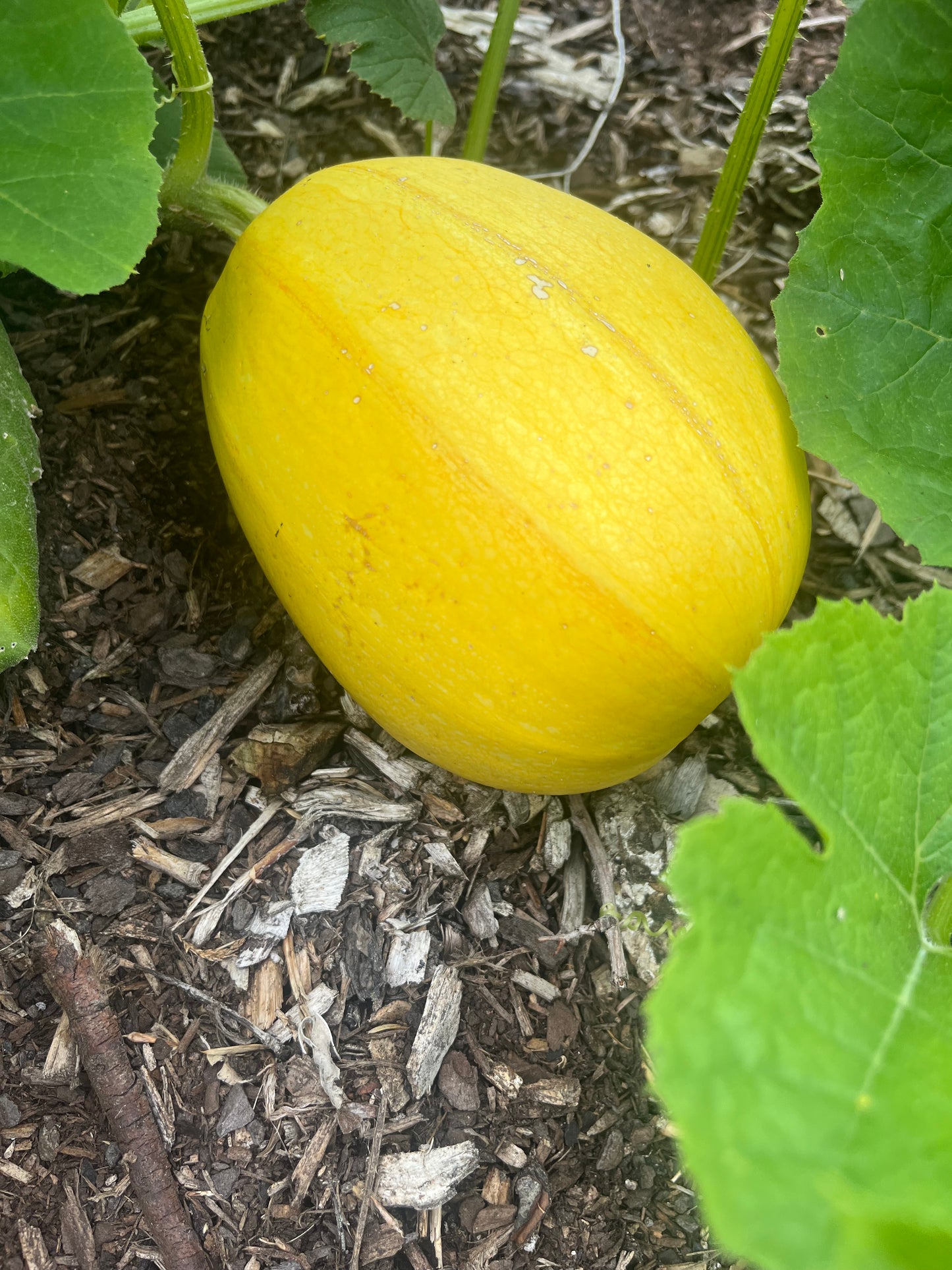 Spaghetti Squash