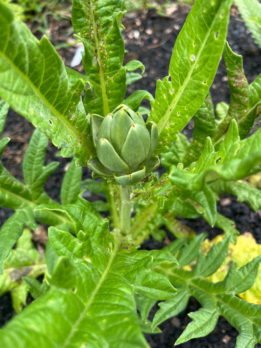 Artichoke Hearts: Ripening in progress