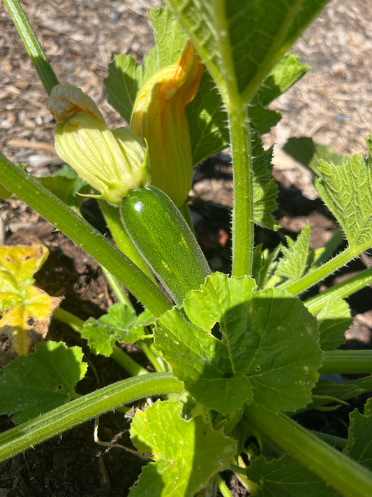 Zucchini