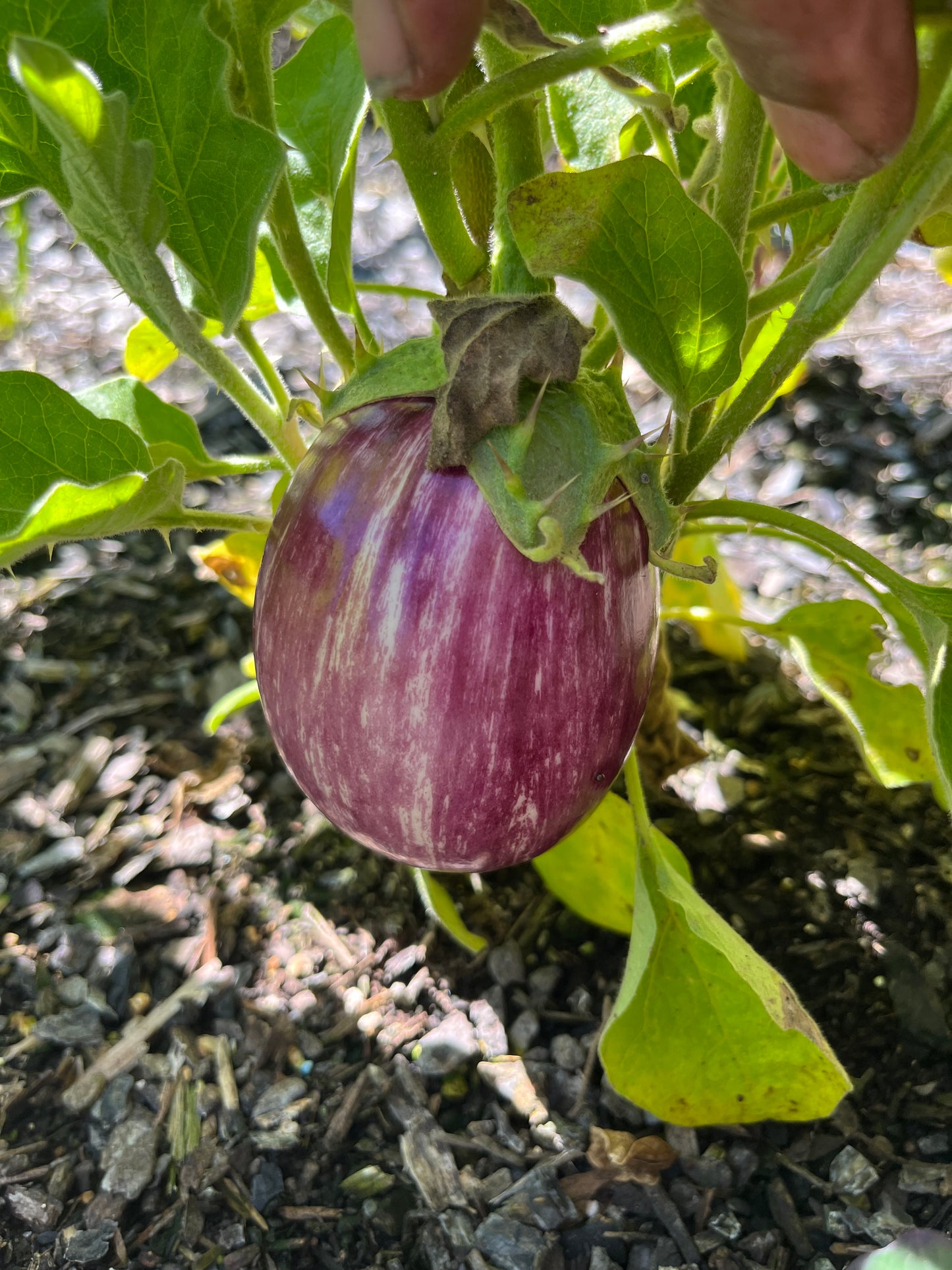 Eggplant