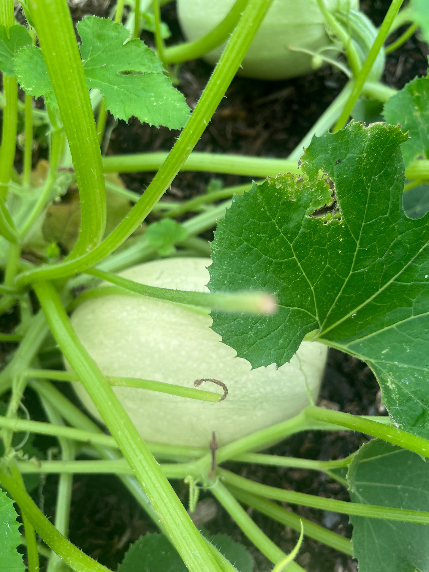 Spaghetti Squash