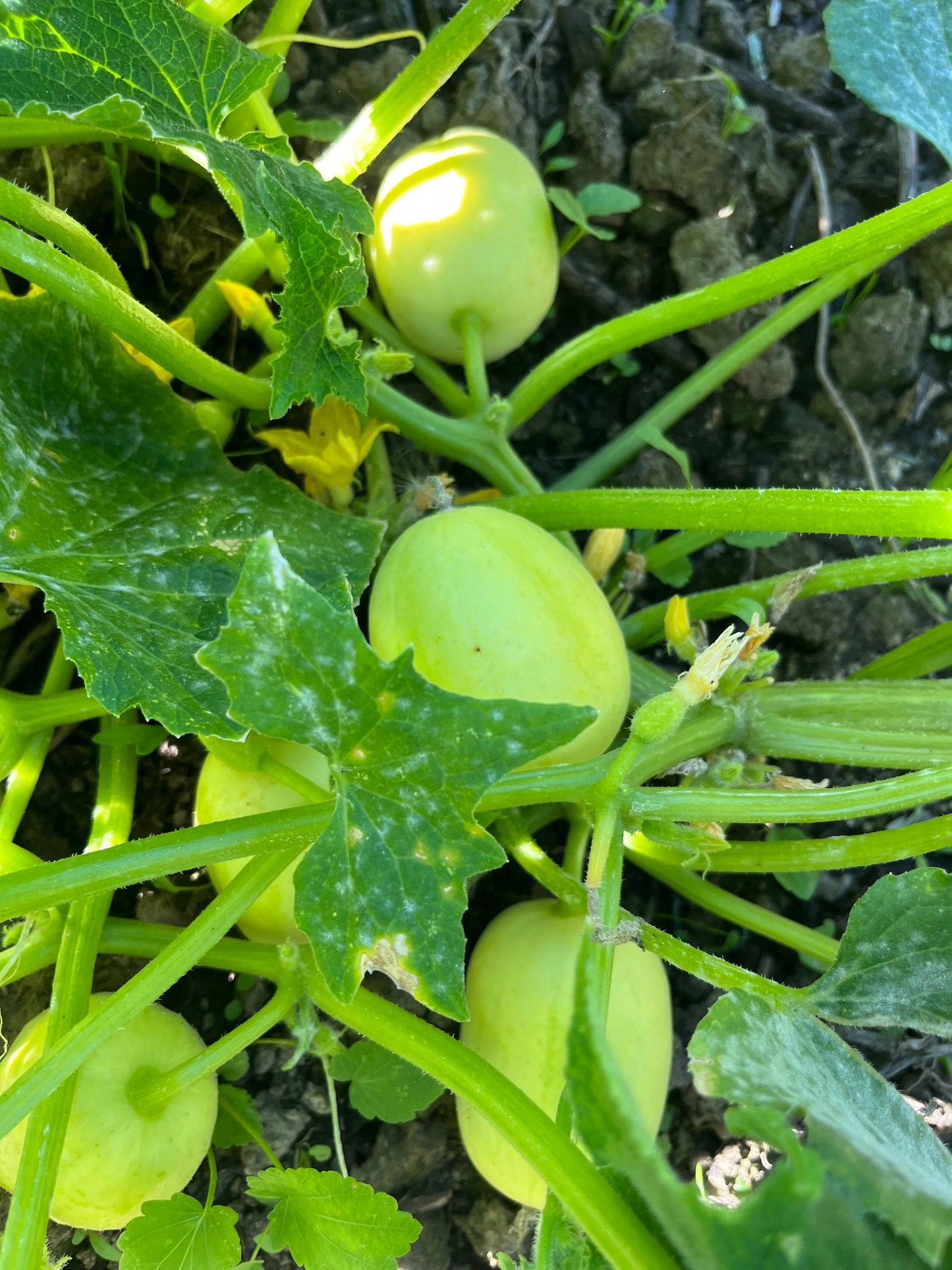 Seasonal Farm Fresh Pick Selection