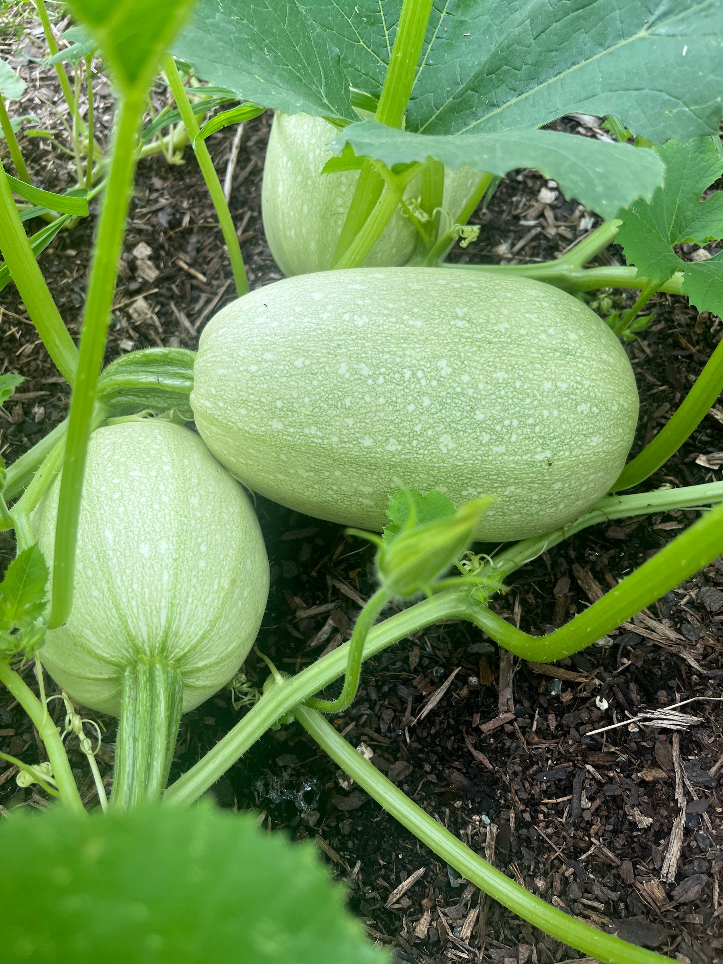 Spaghetti Squash