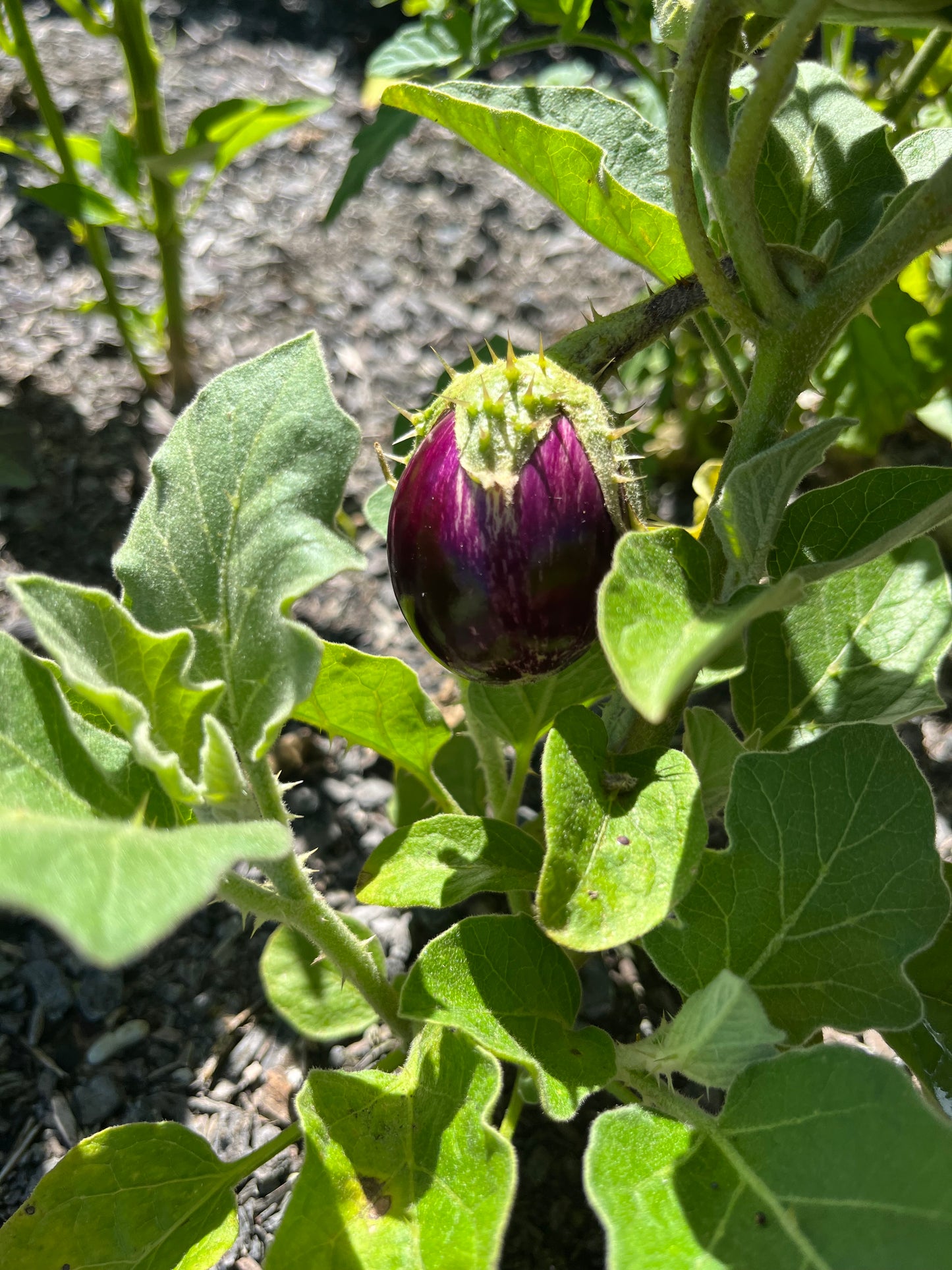 Eggplant