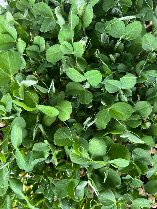 Seasonal Sunburst Sprouts