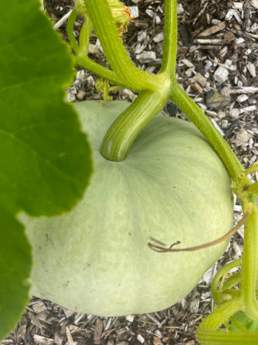 Crown Pumpkin