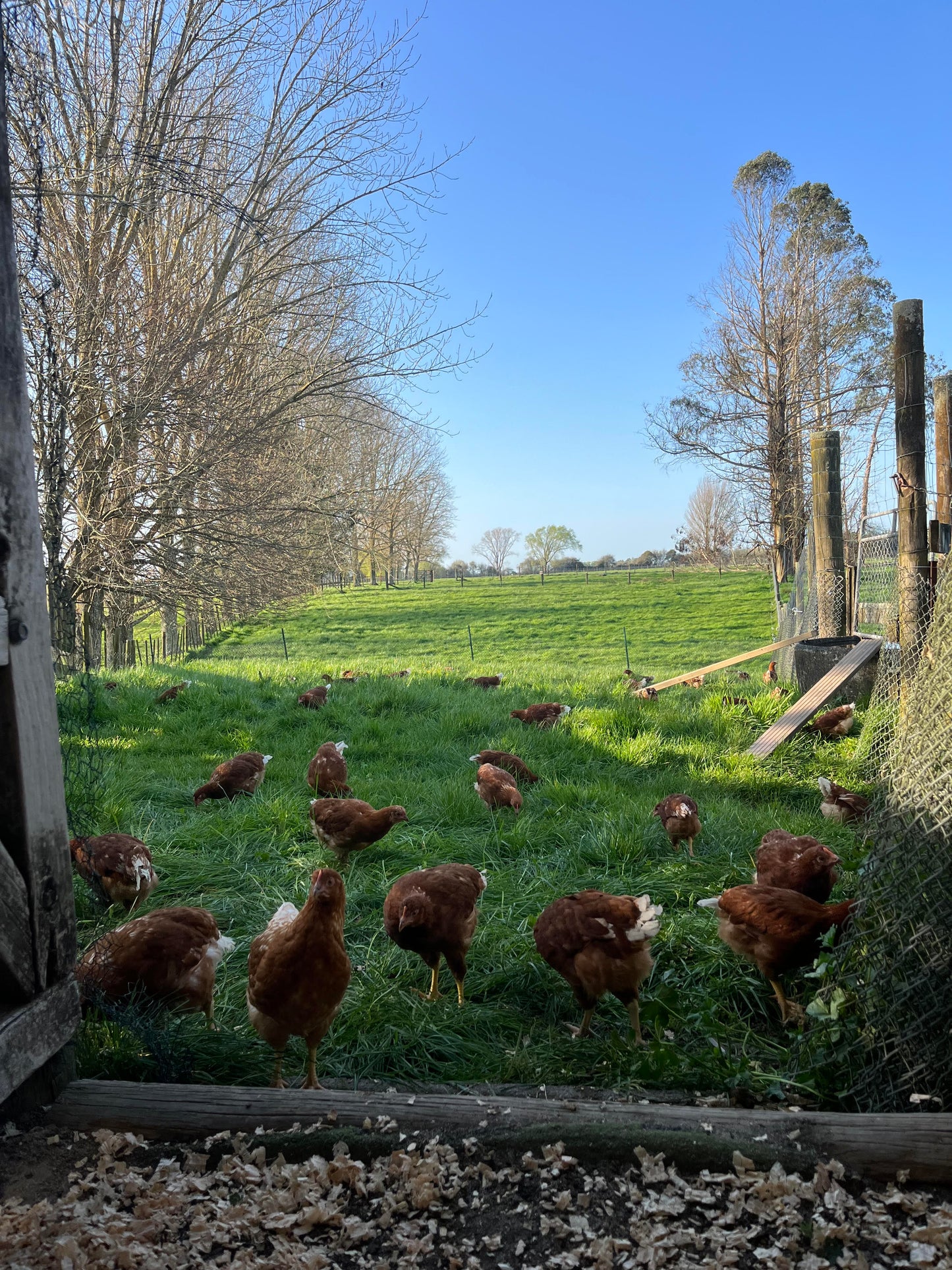 Seasonal Farm free range eggs